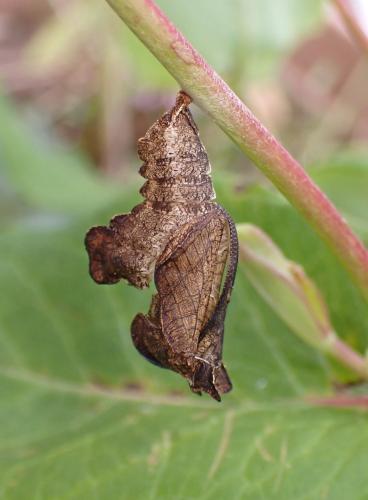 Réf. 324 236 : Limenitis reducta